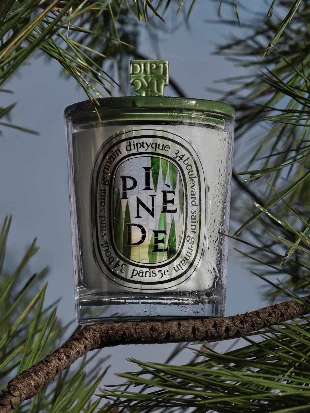 Diptyque Pinède classic candle
