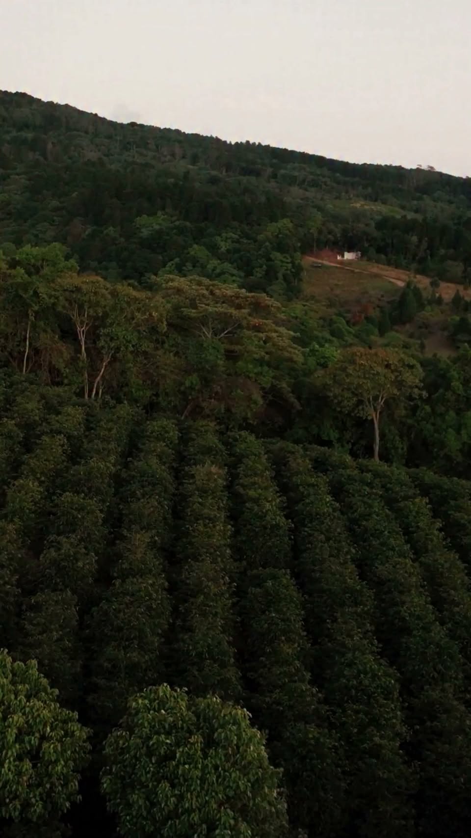 Bacha Coffee Costa Rica film